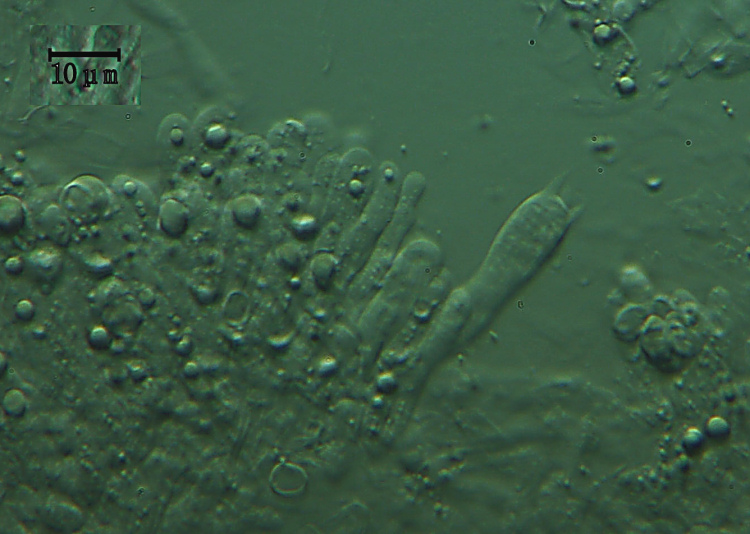 Ritrovamenti (Leucogyrophana mollusca?)